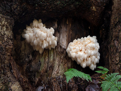 Bear's Head Tooth Mushroom