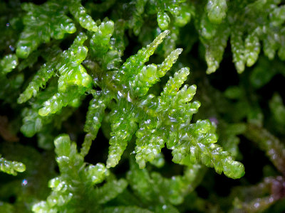 Brocade Moss