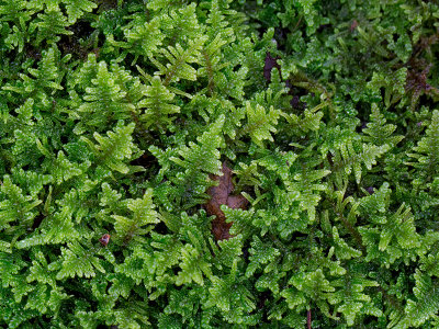 Brocade Moss