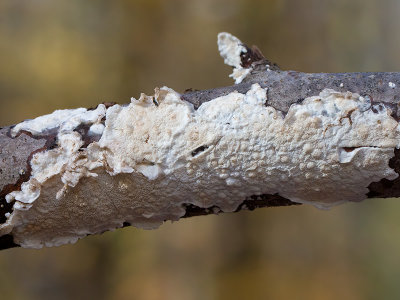 Netted Crust Fungus