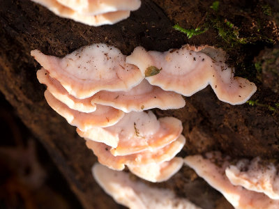 Trembling Merulius Fungus