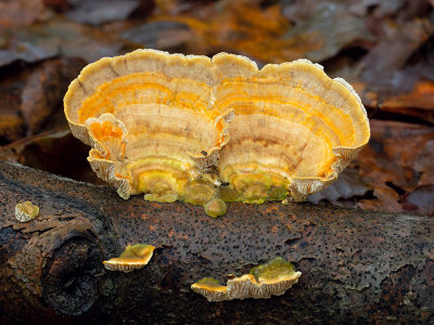 Gilled Polypore Mushroom