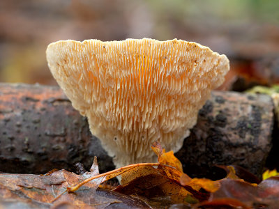 Gilled Polypore Mushroom