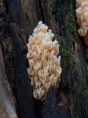 Crown-tipped Coral Fungus