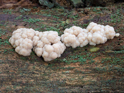 Tapioca Slime Mold