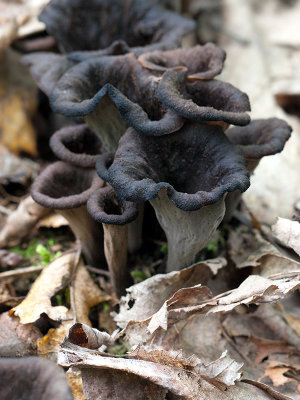 Black Trumpet Mushroom