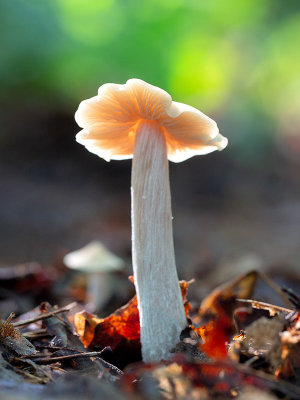 Straight-stalked Entoloma Mushroom