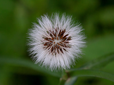 Common Sow Thistle Fruit