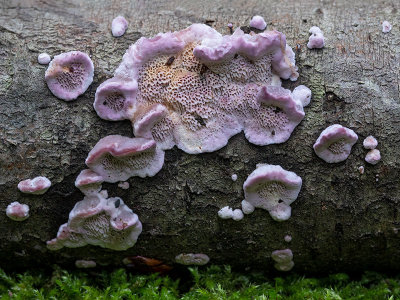 Violet Toothed Polypore Fungus