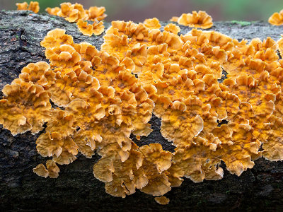 Crowded Parchment Fungus