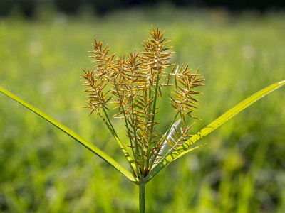 Nut Sedge