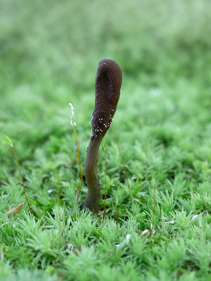 Dead Man's Finger Mushroom