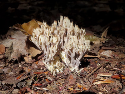 Crested Coral Fungus