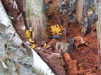 Small Stagshorn Fungus