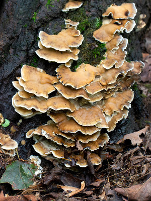 Smoky Bracket Fungus