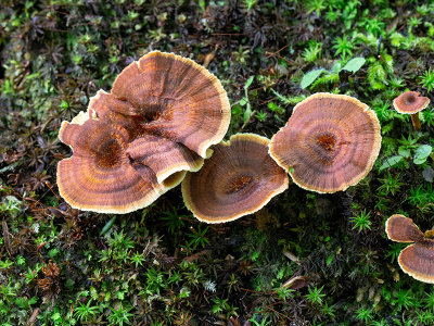 Shiny Cinnamon Polypore Mushrooms