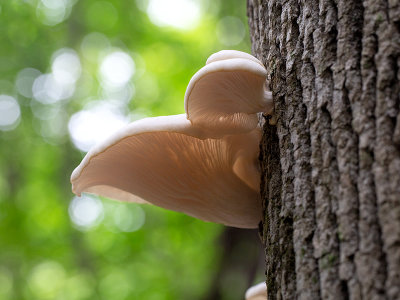 Summer Oyster Mushroom