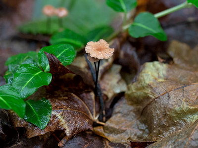 Horsehair Fungus