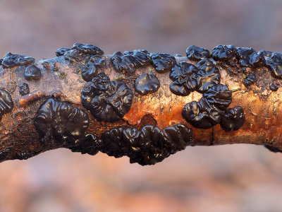 Black Jelly Roll Fungus