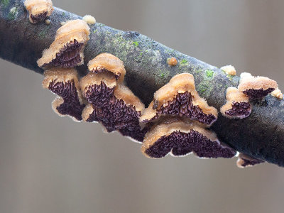 Violet Toothed Polypore Fungus