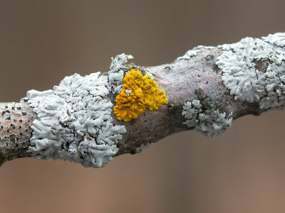 Collared Treeflute and Maritime Sunburst Lichens