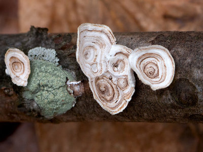 Little Nest Polypore Mushrooms