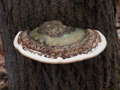 Artist's Conk Mushroom