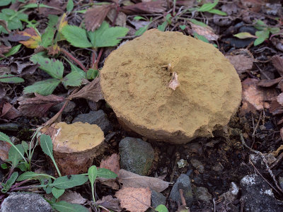 Skull-shaped Puffball Mushroom