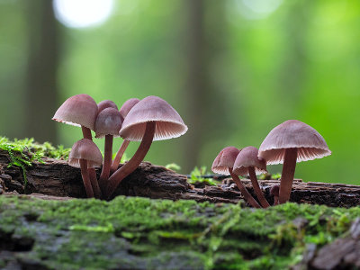 Bleeding Mycena Mushroom