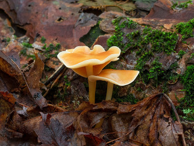 Oak-loving Collybia Mushroom