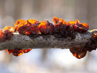 Amber Jelly Roll Fungus