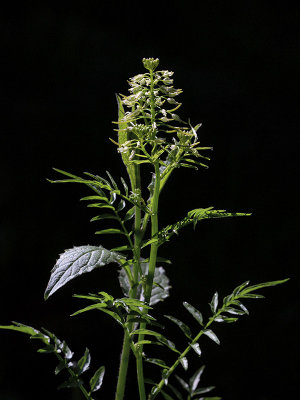 Narrow-leaved Bittercress