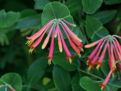 Trumpet Honeysuckle