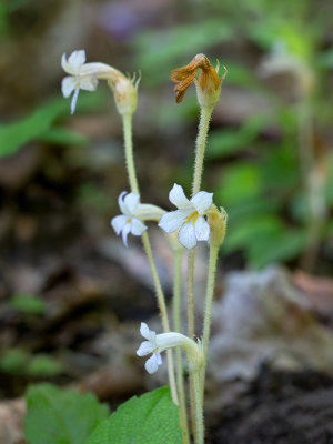 One-Flowered Cancer-Root