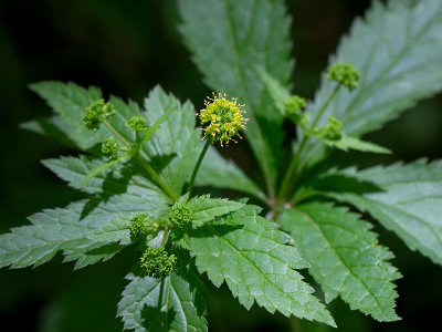 Clustered Black Snakeroot