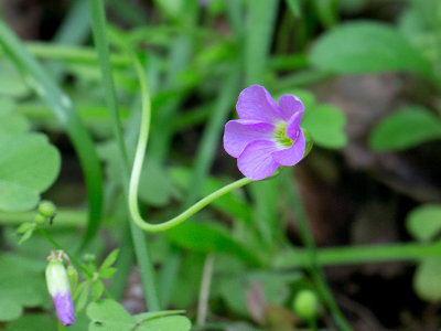 Violet Wood Sorrel