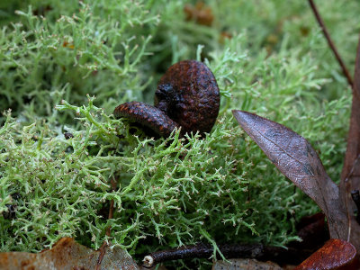 Many-forked Cladonia Lichen