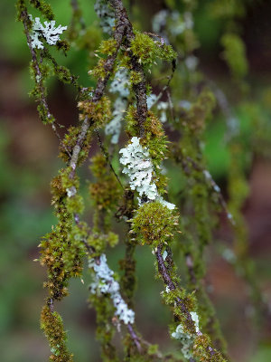 Treeflute Lichen
