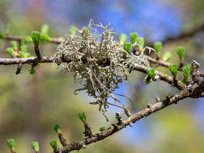 Boreal Oakmoss Lichen