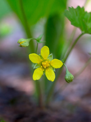 Barren Strawberry