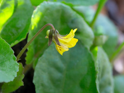 Smooth Yellow Violet