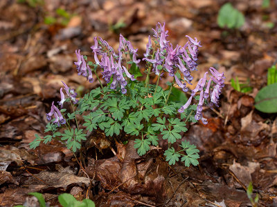 Spring Corydalis