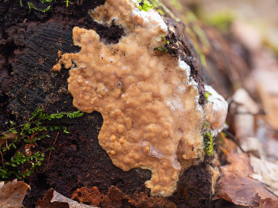 Rosy Crust Fungus