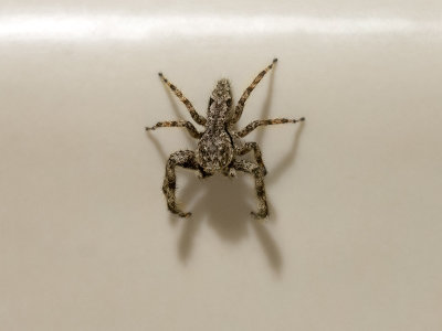 Jumping Spider