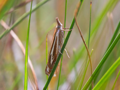 Biden's Grass-Veneer Moth