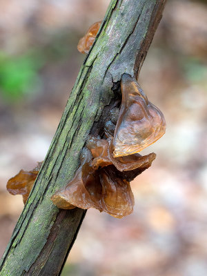 Amber Jelly Roll Fungus