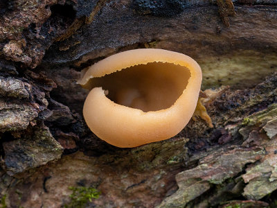 Layered Cup Fungus