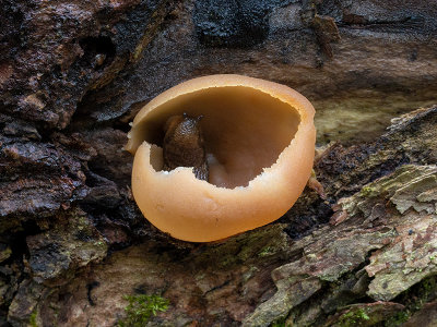 Layered Cup Fungus