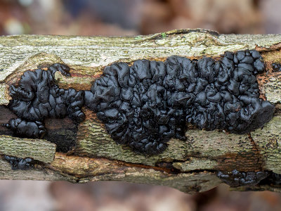 Black Jelly Roll Fungus