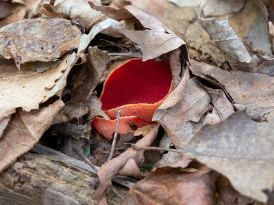 Orange Peel Fungus